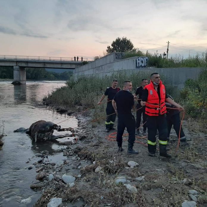 Cadavrul unui cal a fost scos vineri din apele râului Jiu în amonte de municipiu, în zona podului din partea de nord a orașului