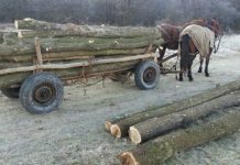 Prinși la furat de lemne
Polițiști din cadrul Poliţiei Oraşului Turceni au depistat marți în flagrant doi bărbați, de 4…