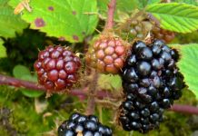 Festivalul murelor în plantația de la Țicleni!