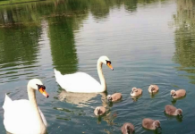 Familia de lebede care refuză să plece de pe Jiu, deși și-au pierdut puii în timpul viiturii