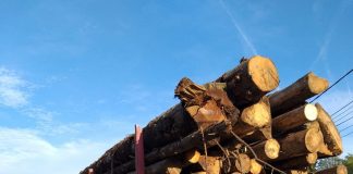 Inginerul silvic a a desfăşurat acte de transport şi comerţ cu material lemnos (657 transporturi)