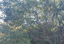 Poliția Locală face analiza gunoiului pentru a-i depista pe cei care abandonează deșeuri pe câmp Gunoiul este abandonat periodic în zona de sud a municipiului Târgu Jiu