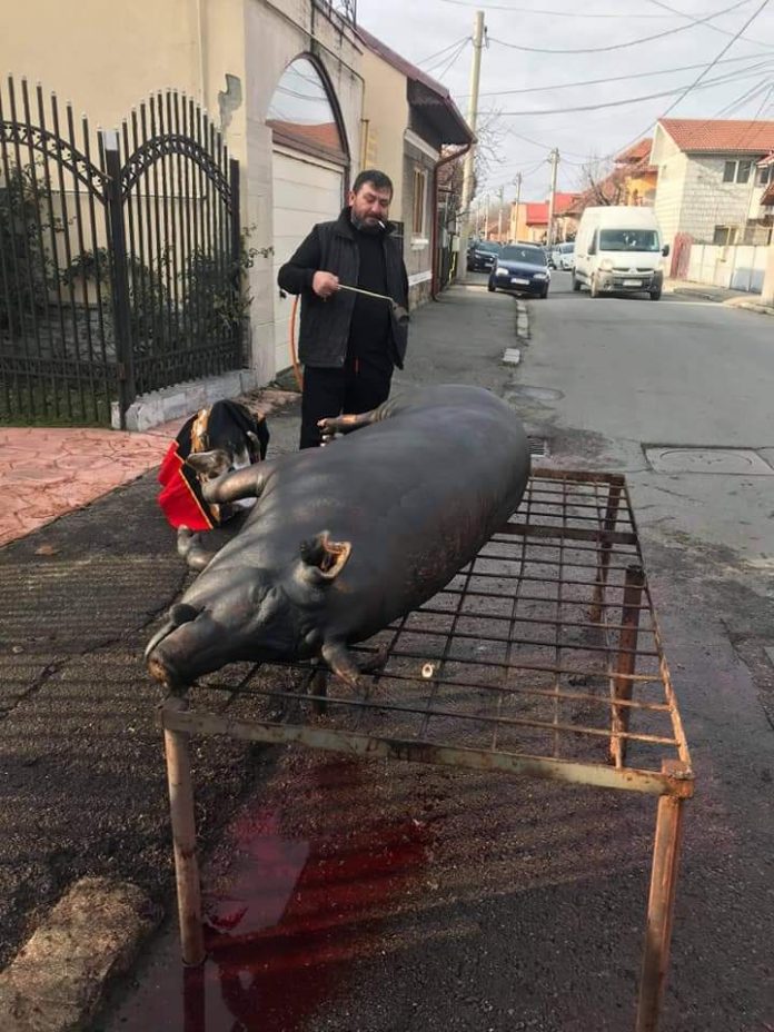 Nelu Pavel, alături de porcul său