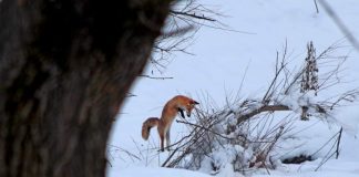 Gorj: Vulpe fotografiată într-o pădure din Runcu