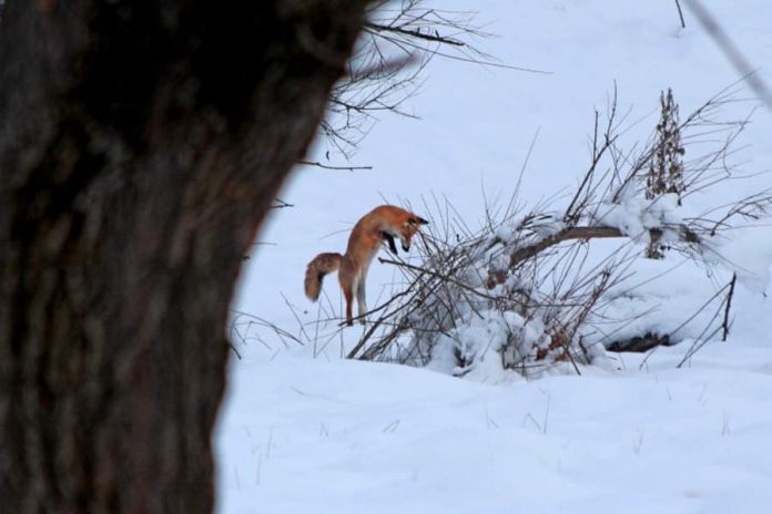 Gorj: Vulpe fotografiată într-o pădure din Runcu