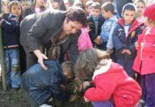 Preşcolarii de la grădiniţa nr.7 au învăţat să planteze brăduţi