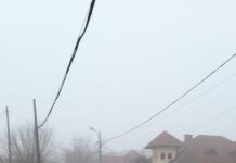 Sunt sute de câini liberi pe străzile din municipiul Târgu Jiu