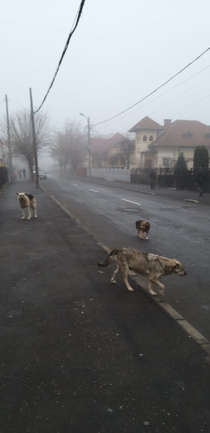 Sunt sute de câini liberi pe străzile din municipiul Târgu Jiu