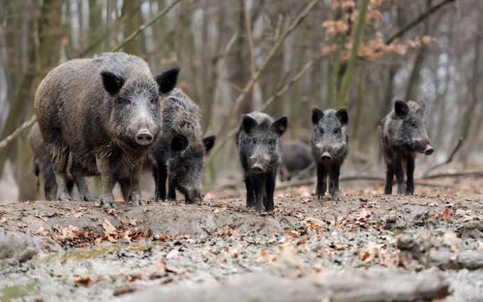 În județul Gorj evoluează un număr de 70 focare de pestă porcină africană în 21 localități și suspicionarea altor două