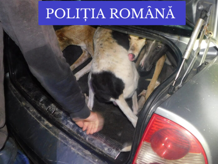 Trei bărbați bănuiți de braconaj au fost prinși în flagrant de polițiștii gorjeni, alături de un căprior care fusese eviscerat