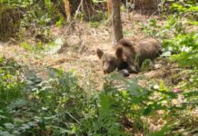 Urs legat de un copac, în pădure