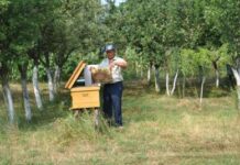 Dumitru Calotă dă lecţii de apicultură locuitorilor comunei Dăneşti