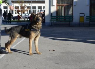 Câinii lup sunt foarte ușor de dresat și sunt printre cei mai folosiți în misiunile polițiștilor din România