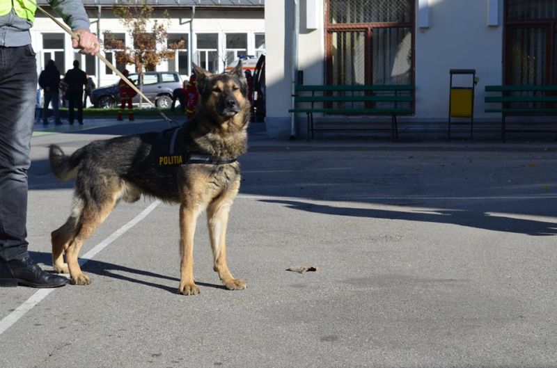 Câinii lup sunt foarte ușor de dresat și sunt printre cei mai folosiți în misiunile polițiștilor din România