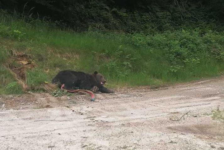 Gorj: Urs prins într-un cablu, la 100 de metri de un sat, descoperit de un jandarm (Sursă Foto: News.ro)