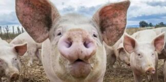 Focare de pestă porcină africană în România