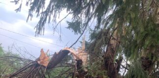 Gorj: Distrugeri produse în cimitirul din Stănești de un brad doborât de furtună