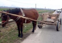 Un căruțaș beat a dat cu capul de asfalt
Polițiști din cadrul Secţiei 8 Poliţie Rurală Stoina au fost sesizaţi miercuri cu privire la faptul …