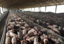 Peste 600 de focare de pestă porcină