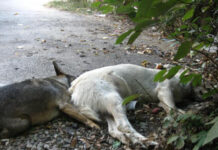 Câini uciși la Peștișani