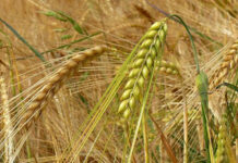 Agricultura pe înțelesul tuturor – Înființarea culturilor de toamnă (III)