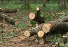 Tăiere ilegală de pădure la Peștișani! Patronul unei firme, amendat