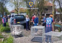 Gorj: Zeci de animale îngrijite necorespunzător, ridicate din gospodăria unui bărbat