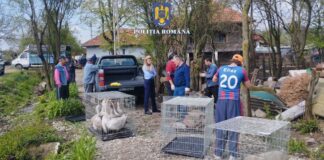 Gorj: Zeci de animale îngrijite necorespunzător, ridicate din gospodăria unui bărbat