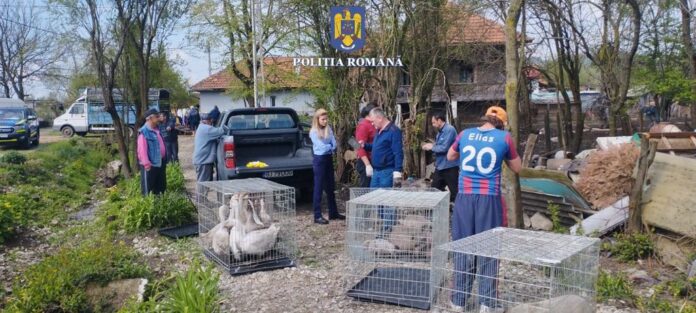 Gorj: Zeci de animale îngrijite necorespunzător, ridicate din gospodăria unui bărbat