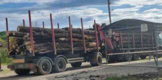 Polițiștii gorjeni au confiscat două camioane cu lemne