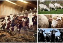 Sprijin financiar de peste 16,6 milioane lei pentru crescătorii de animale