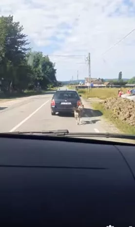 Gorj: Anchetă a poliției, după ce un câine a fost legat de o mașină și plimbat prin Tismana