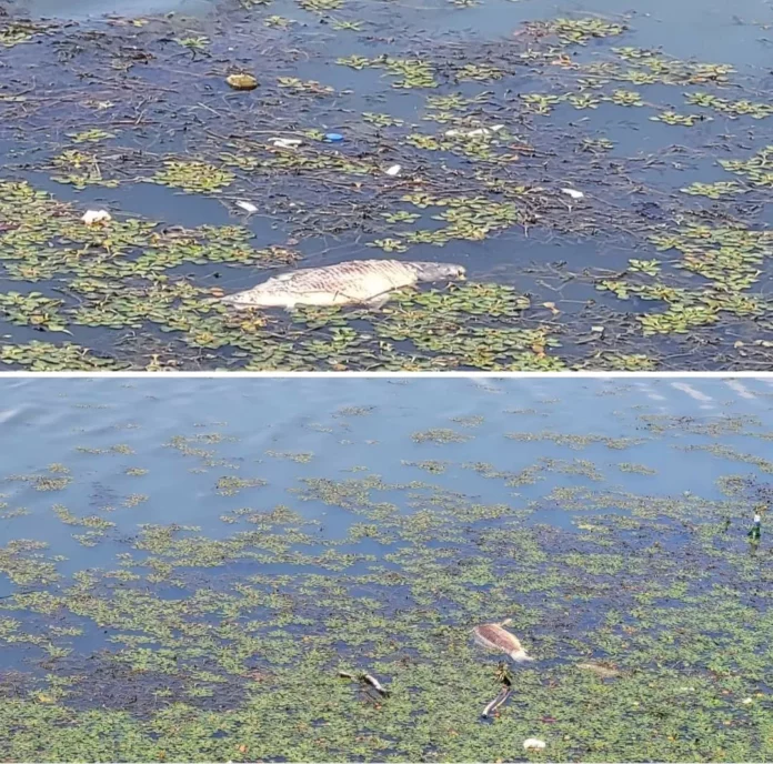 Peștii au fost fotografiați de pescari