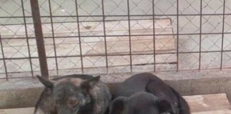 Târgu Jiu: Au fost adoptați 190 de câini fără stăpân