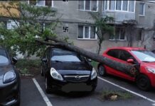 Copac doborât de vânt peste o mașină la Motru
