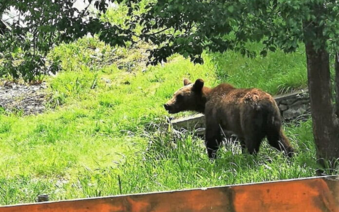 Mesaj Ro-Alert: Urs semnalat într-o gospodărie din Polovragi