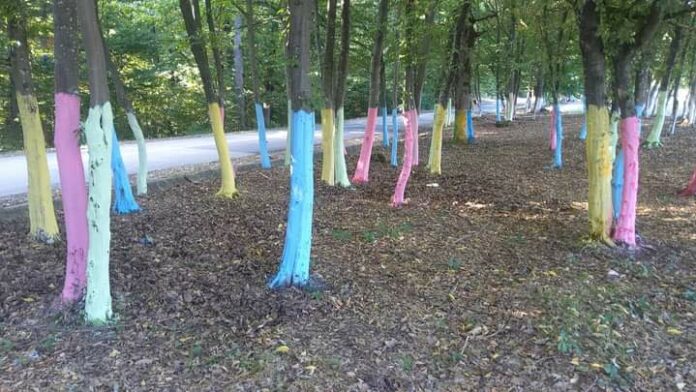 Încă o pădure colorată a apărut în Gorj, la Tismana