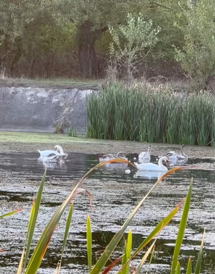 Mica Deltă din Târgu Jiu