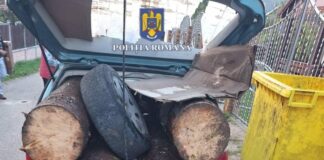 Bărbatul avea încărcată în autoturism cantitatea de 0,9 mc de material lemnos