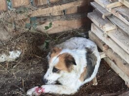 Câine rănit, salvat de Serviciul pentru Protecția Animalelor Gorj