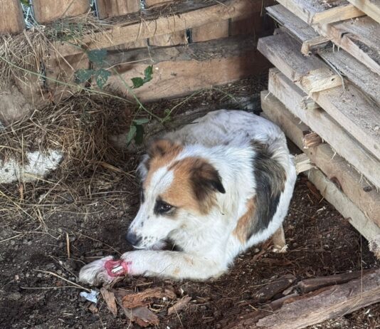 Câine rănit, salvat de Serviciul pentru Protecția Animalelor Gorj