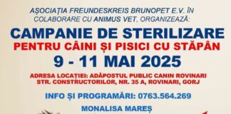 Gorj: Campanie gratuită de sterilizare, vaccinare și microcipare pentru câini și pisici cu stăpân, la Rovinari