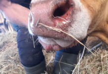 Focar de boala limbii albastre la bovine, în Gorj