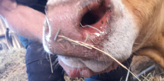 Focar de boala limbii albastre la bovine, în Gorj