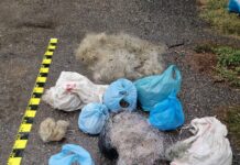 Doi bărbați din Plopșoru, reținuți pentru braconaj piscicol