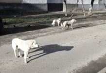 Gorj: Șofer rănit după ce a încercat să evite câini pe DN 66 la Bâlteni