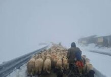 (VIDEO) Turmele de oi, coborâte de pe Transalpina cu sprijinul drumarilor