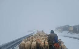 (VIDEO) Turmele de oi, coborâte de pe Transalpina cu sprijinul drumarilor