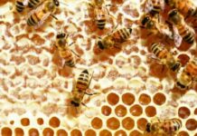 18:18 Producția de miere – zero. Apicultorii gorjeni spun că 2025 a fost un an dezastruos blank