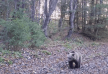 Gorj: Despăgubiri de aproximativ 160.000 de lei, pentru pagubele cauzate de urși și lupi